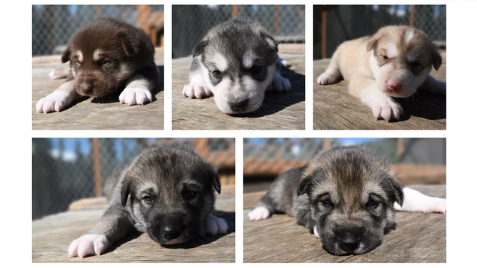 The puppies at nearly three weeks old. Left to right, top to bottom: Squall, Storm, Graupel, Dew, Fog.